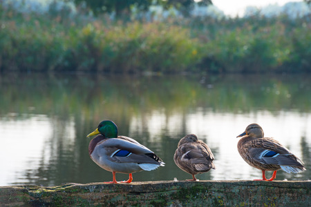 Ducks resting on a jetty in a canalの写真素材
