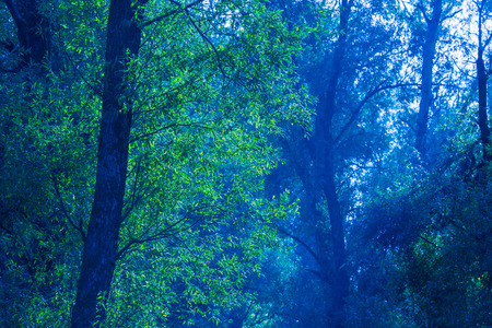 Autumn leaves in a forest in moonlightの写真素材