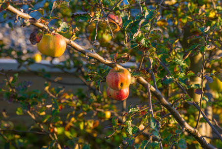 Apples in a fruit tree in sunlightの写真素材