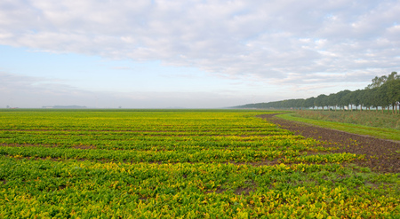 Field below a blue cloudy sky in autumnの写真素材