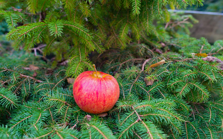 Red apple preluding Christmasの写真素材