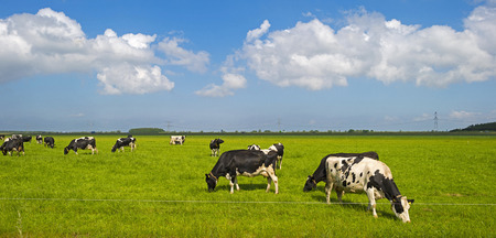 Cows grazing in a sunny meadow in springの写真素材
