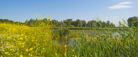 Wildflowers along the shore of a lake in summerの写真素材