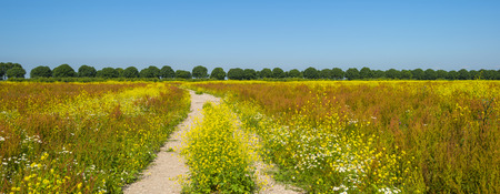 Wildflowers in a field in summerの写真素材