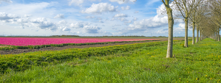 Tulips in a sunny field in springの写真素材