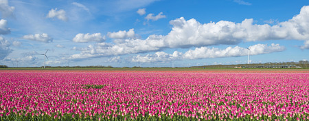 Tulips in a sunny field in springの写真素材