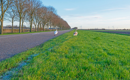 Swans walking along a road in autumnの写真素材