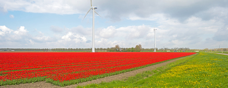 Bulb fields with tulips in springの写真素材