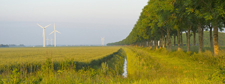 Corn growing on a field in spring