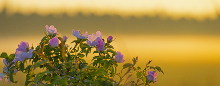 Sunrise wildflowers in springの写真素材