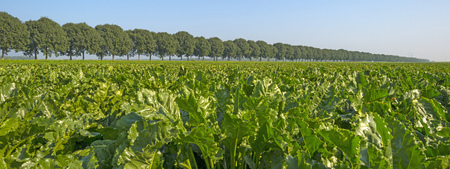 Turnip growing on a field in summerの写真素材