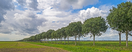 Trees through the countryside in summerの写真素材