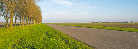 Road along a row of trees in autumnの写真素材