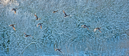 Ducks flying along snowy trees in winterの写真素材