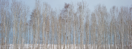 Snowy trees in winter