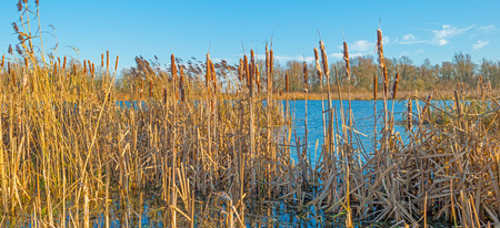 Sunny shore of a lake in autumn