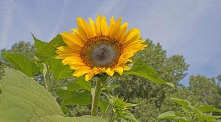 Sunflower in a field in summerの写真素材