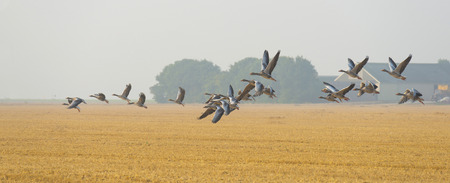 Flock of geese flying in summer