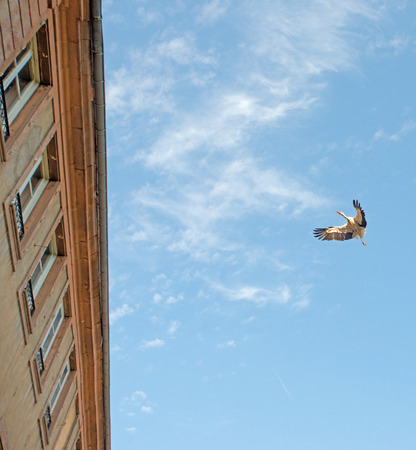 Stork flying to a roof in summerの写真素材