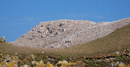 Birds flying along the rocky coast of an islandの写真素材