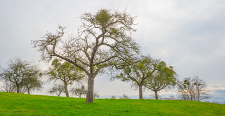 Mistletoe in a tree on a hill in winterの写真素材