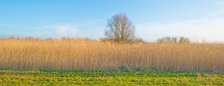 Shore of a lake below a blue cloudy sky in winter