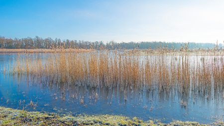 Shore of a lake in sunlight in winterの写真素材