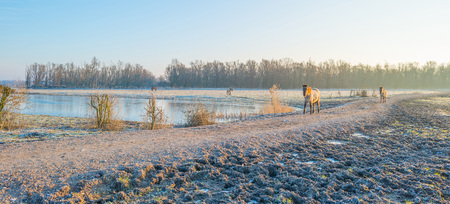 Horses in nature frozen in winterの写真素材