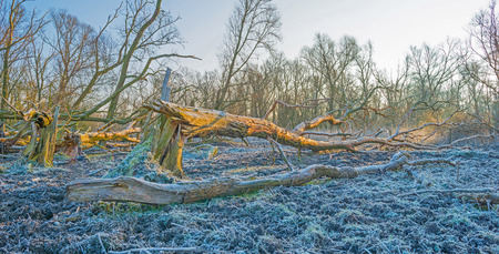 Frozen forest in sunlight in winterの写真素材