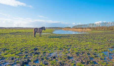 Horse in a field in winterの写真素材