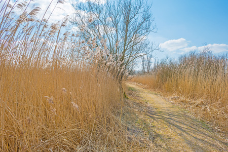 Path through reed in winterの写真素材