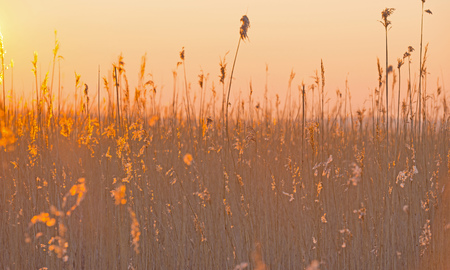 Shore of a lake in winter at sunriseの写真素材