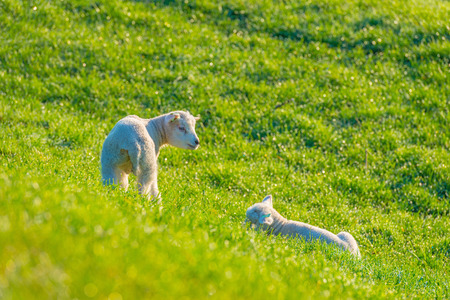 Lambs on a dike in sunlight in spring