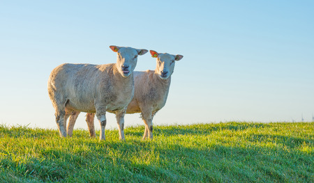 Sheep grazing on a dike at dawn in springの写真素材