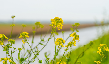Canal through a sunny landscape in springの写真素材