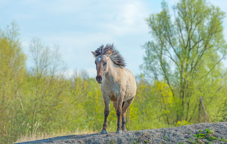 Feral horse in nature in springの写真素材