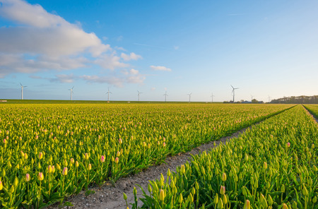 Tulips in a field in springの写真素材