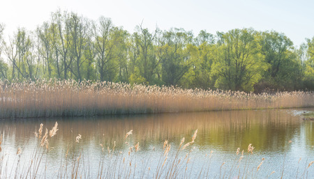 Shore of a lake in spring