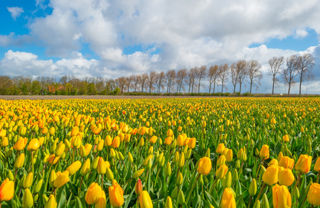 Tulips in a field in springの写真素材