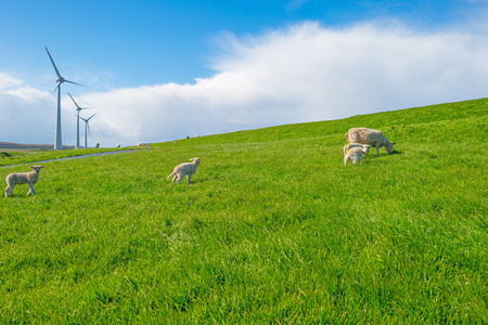 Sheep walking on a dike in springの写真素材