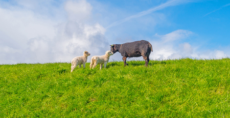 Sheep walking on a dike in springの写真素材