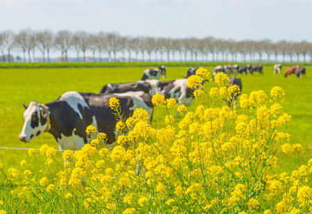 Cows in a meadow in springの写真素材