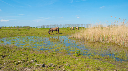 Horses in nature in springの写真素材