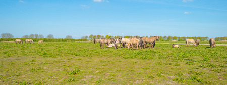 Horses in nature in springの写真素材