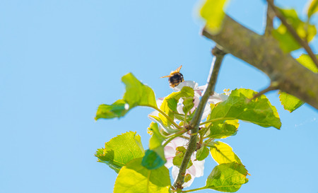 Bee searching for honey in spring