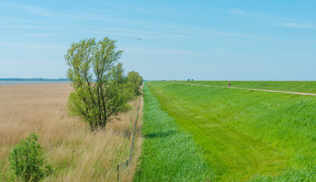 Dike along a lake in springの写真素材