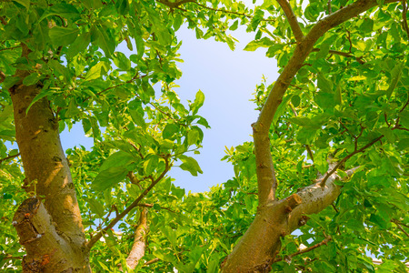 Tree in sunlight in spring