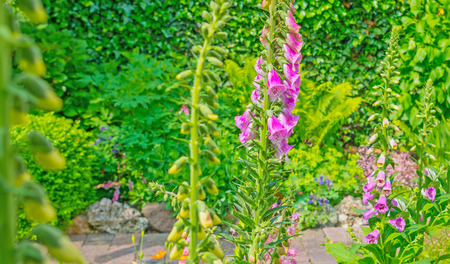 Flowers in a garden in spring