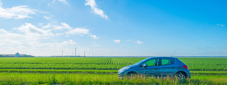 Field with vegetables in summerの写真素材