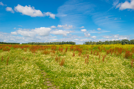 Wetland with wildflowers in summer